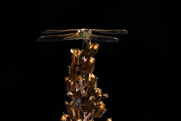 Libélula amarilla (Sympetrum fonscolombii) en plena oscuridad