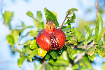 Granada rajada y picoteada por las aves