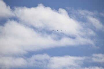 Four birds flying in line in blue sky during migration
