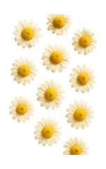 Dried chamomile flowers featuring small, daisy-like shapes and white petals.