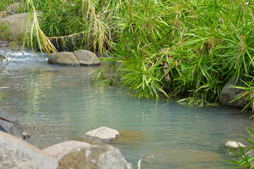 A small river surrounded by green plants. Ecological and environmental concept. For graphic design, 3D rendering and banners