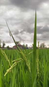 brown planthoppers are on rice leaves