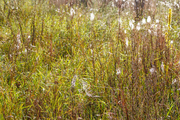Dew-kissed spiderwebs glitter across a vibrant, sunlit autumn field, adorning tall grasses and dry weeds