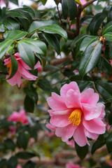 Pink Camillia Japonica also called Japanese Camillia or Common Camillia flower in full bloom