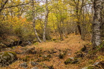 Fototapeta premium Birch forest with golden autumnal tones in the Sanabria Natural Park