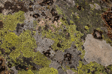Granite rock texture with different lichens