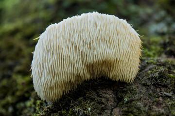 closeup of beautiful lion's mane mushroom. Hericium erinaceus © Ruben Bermejo