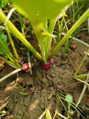 Close up shot of turnip growing on field.