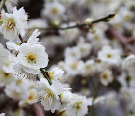 白い梅の花
