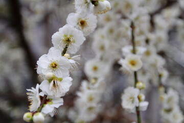 Obraz premium 白い梅の花