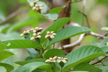 Close up of guava fruit pistil. Ecological and environmental concept. For graphic design, 3D rendering and banners