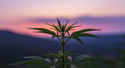 Obraz premium Cannabis plant leaves silhouetted against a colorful sunset sky with blurred mountains in the peaceful natural outdoor background