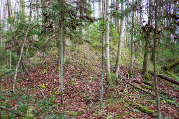 Ancient burial mound nestled in a serene Russian forest. Lush autumn foliage covers the ground around this historical Slavic-Baltic kurgan