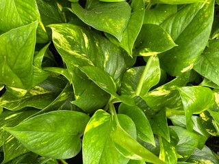 Golden pothos (Epipremnum aureum) with heart shaped leaves in green backdrop close up