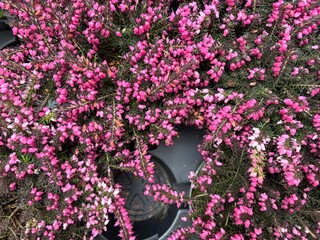 Heather blossoms with tiny pink flowers densely covering shrubs, botanical bushes in garden landscaping