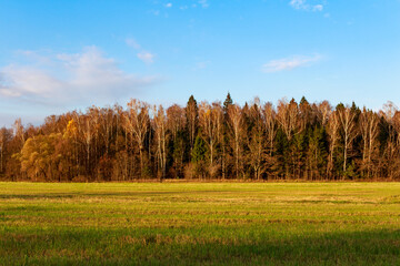 Autumn and evergreen trees form a vivid forest edge, bordering a sunlit green field beneath a bright blue sky, capturing the seasonal shift