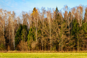 Obraz premium Late autumn forest edge featuring graceful birches with sparse leaves and deep green conifers, bordering a sunlit meadow. A tranquil, natural panorama