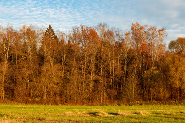 Golden autumn forest with bare birch trees bathed in warm sunset light, bordering a serene green field under a clear sky