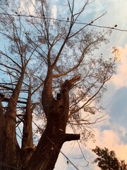 tree in the sky