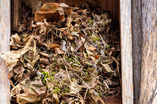 Close up of a mouse nest made of leaves, grass and moss during fall 