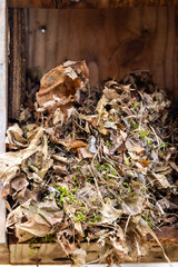 Vertical image of a mouse nest made of leaves, grass and moss during fall 