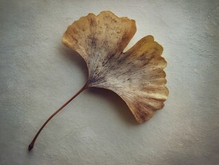Autumnal Serenity: Dried Ginkgo Leaf Displayed on Textured Paper, Delicate Veins and Golden Hues, Natural Beauty and Grace of Fall Foliage, Botanical Elegance