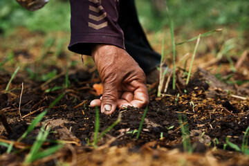 Planting seeds rural garden close-up photography natural environment ground level sustainable agriculture