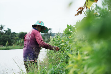 Farmer Harvesting Plants: A diligent farmer, immersed in the agricultural process, meticulously tends to a vibrant field, harvesting crops with care and dedication.