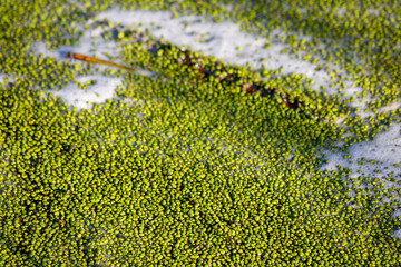 close up of green grass