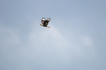 bird in the blue sky