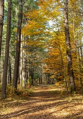 the autumn woods of pearl hill  state park
