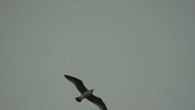 Seagull flying sky gray soaring seabird against overcast background symbolizing freedom.