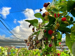 A raspberry bush, a branch with berries. Farmer's raspberries, rows of bushes and a canopy in the greenhouse
