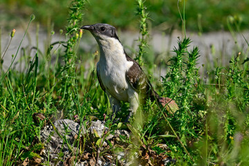 Great spotted cuckoo // Häherkuckuck (Clamator glandarius) 