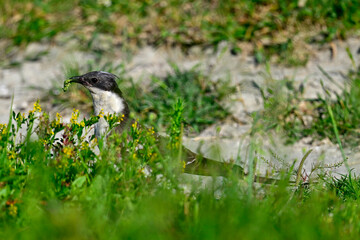 Great spotted cuckoo // Häherkuckuck (Clamator glandarius) 
