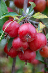 a large harvest of paradise apples on the tree
