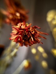 Faded Red Dried Flowers in Soft Light