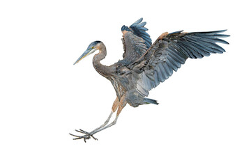 Great Blue Heron (Ardea herodias) Photo, on an Isolated Transparent PNG Background...With Full Wingspan in Landing Mode