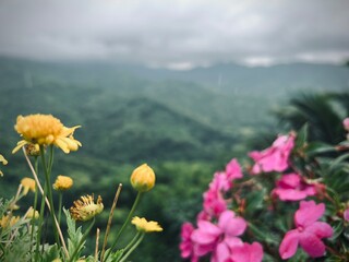 Beautiful flowers in bloom on the top of the mountain in  rainy season.