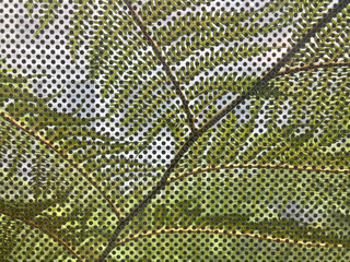 helecho verde visto a través de una ventana de cristal con vinilo de puntos IMG_2994-as25