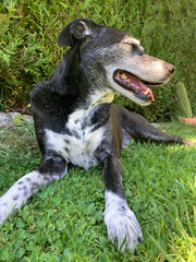 perro negro con manchas de dalmata sentado en el jardín tranquilo IMG_3115-as25