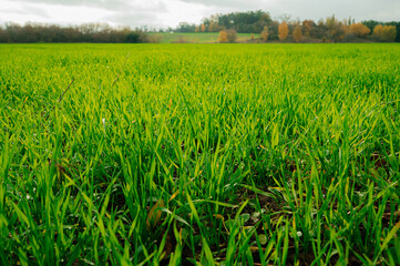 Young shoots of green barley. Selective focus.