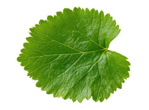 Close-up of a single green leaf, showcasing serrated edges and well-defined veins PNG format.