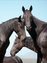 Fototapeta premium portrait of a black horse
