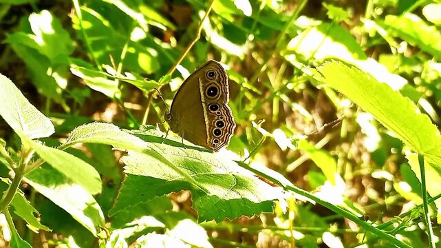 Junonia atlites butterfly resting on green leaf in natural environment