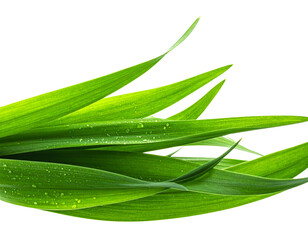 aloe vera leaves with water drops and copy space isolated on transparent background, png file