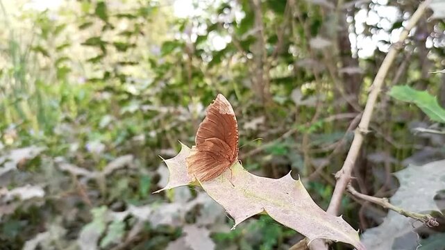 Palmfly butterfly resting on green leaf in natural forest environment