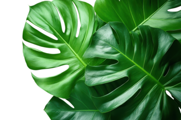 Lush green monstera leaves create a vibrant tropical background perfect for botanical designs and wallpapers on transparent background
