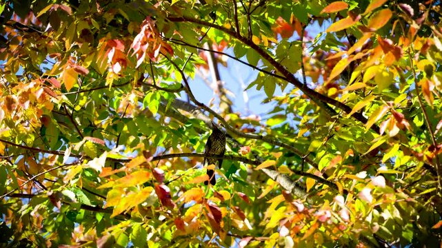 [8K to 4K] 羽を休める野鳥と紅葉した木々 ― 秋の静けさと美しさに包まれて