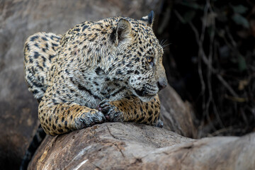 Jaguar (Panthera onca) looking for food in the wetlands of the Northern Pantanal in Mata Grosso in Brazil